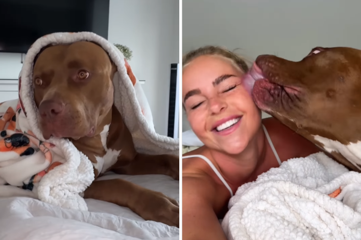 Owner Posts ‘Sweet’ Clip of Dog—Debate at the Truth About Its Breed