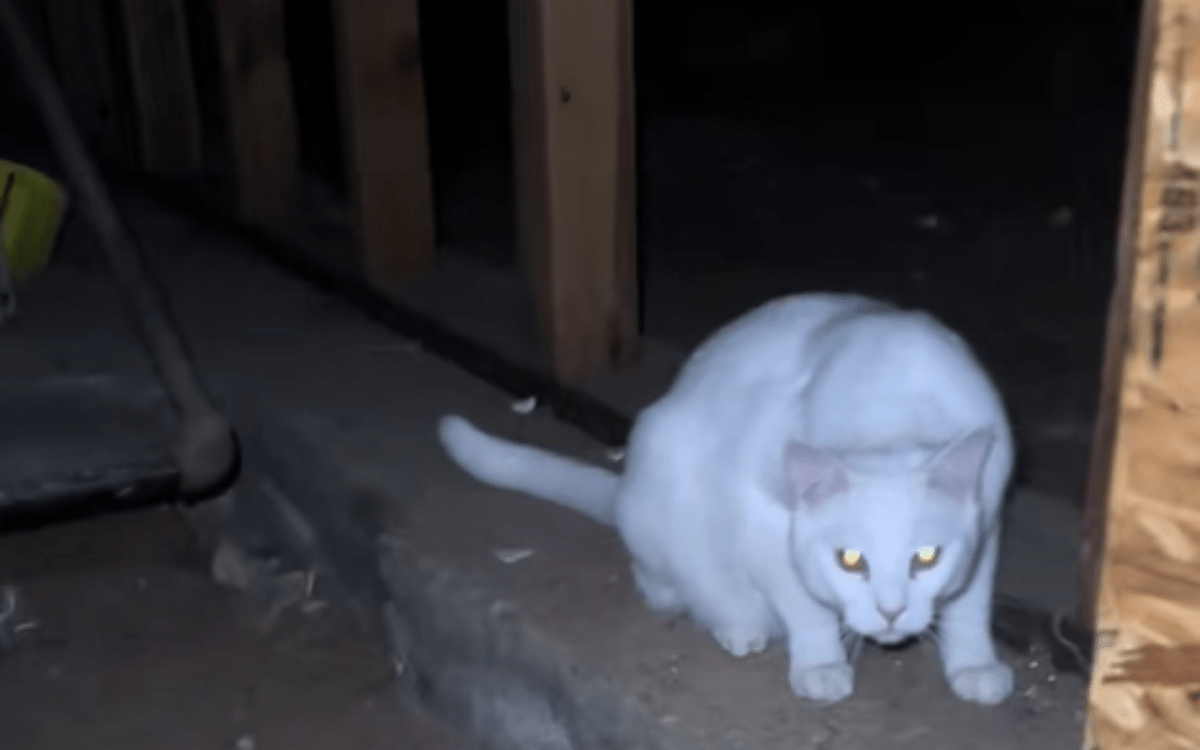Cats Go Missing—Lead Owner to Secret Room in House She’s Lived in for Years