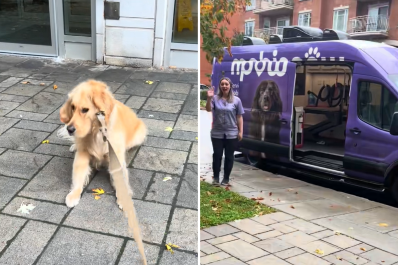 Golden Retriever Can’t Contain Excitement for Walk—Then Discovers Betrayal