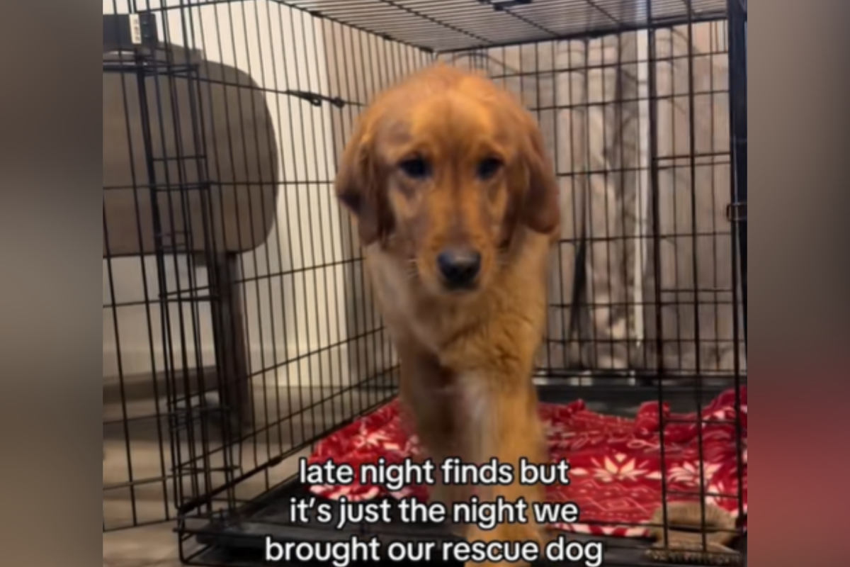 Hearts Break Over Face of ‘Terrified’ Rescue Dog on First Night in New Home
