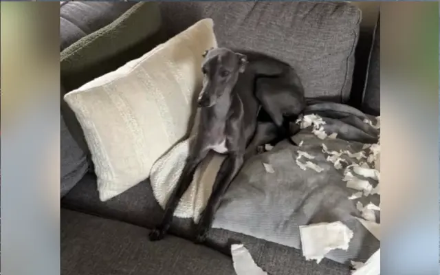 Gina sta rivelando quello che ha fatto.