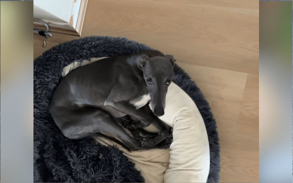 Dog Was Acting ‘Guilty’ When Woman Got Home, She Soon Discovered Why