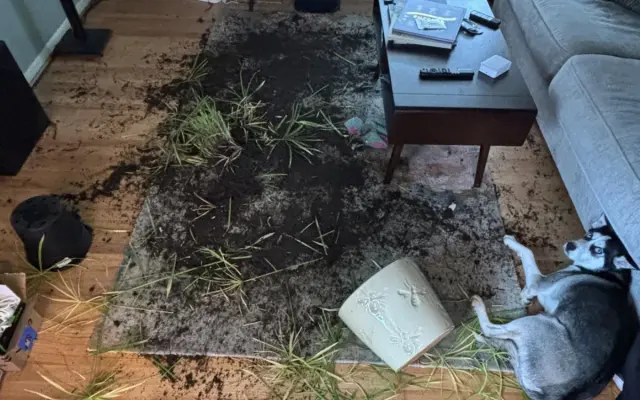 Lily the dog at home.