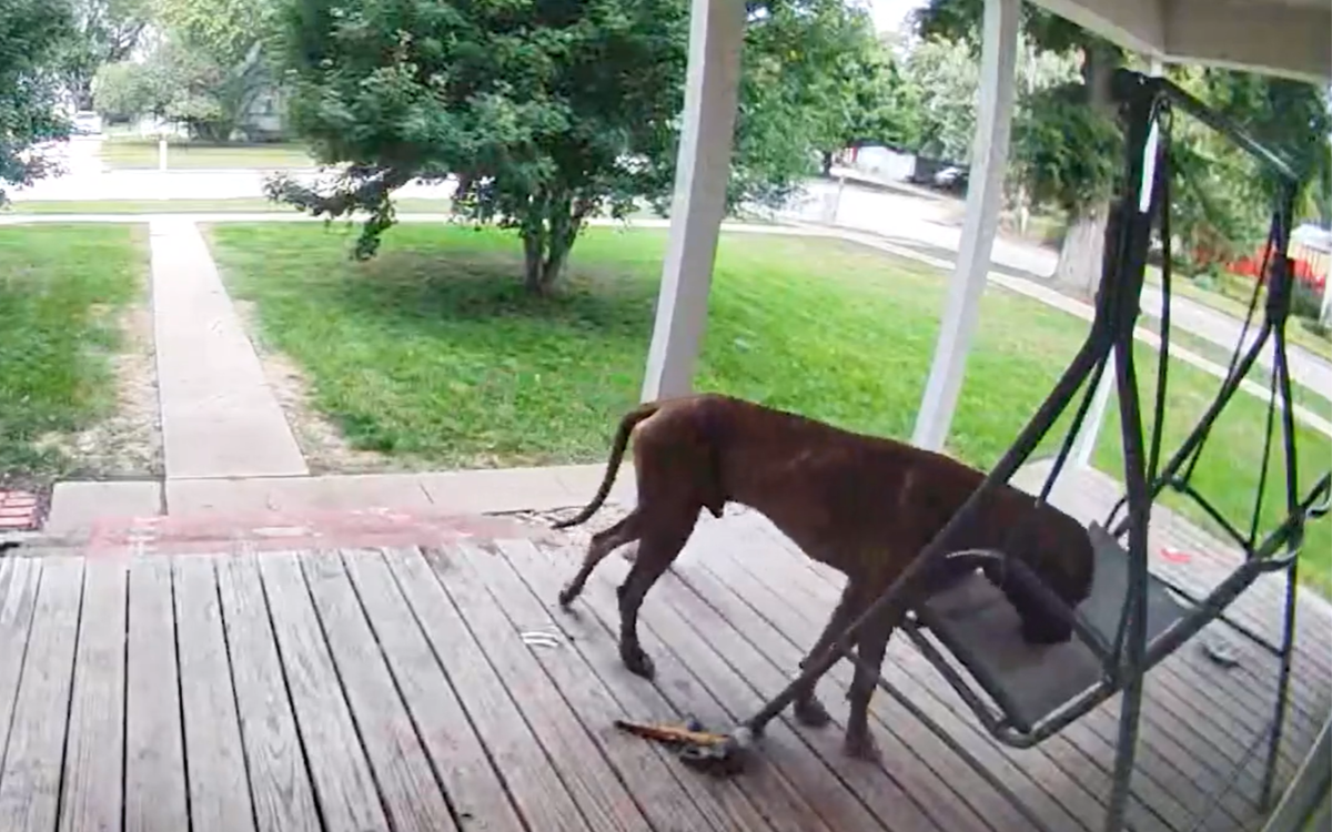 Security Cam Captures Sweet Moment Huge Dog Discovers Favorite New Nap Spot