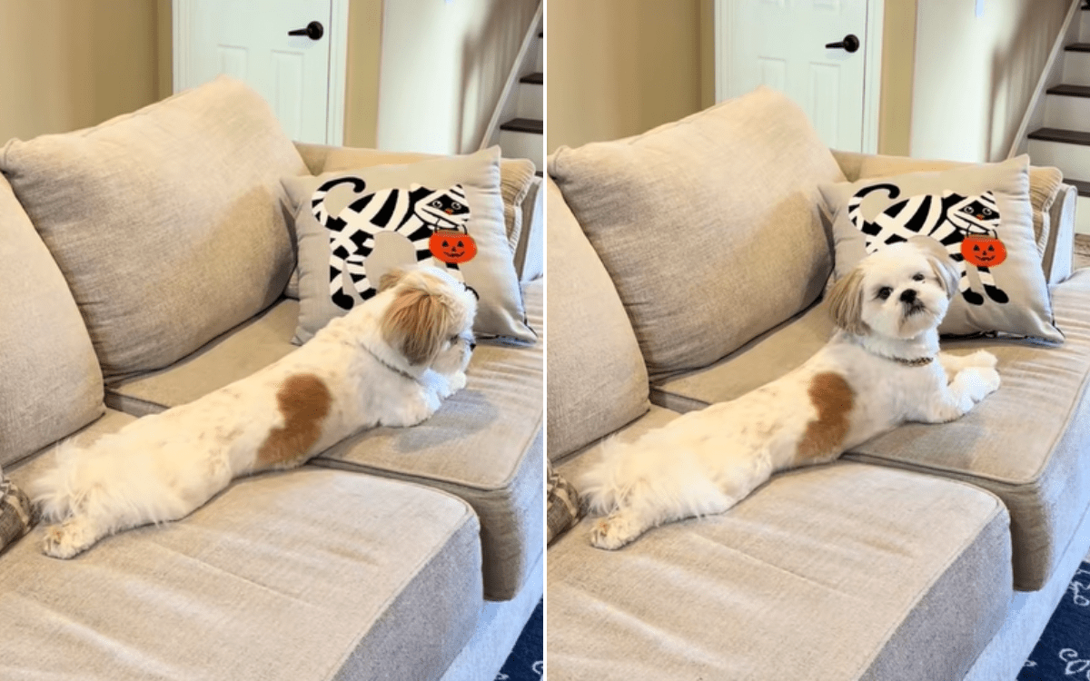 Laughter at Moment Woman Realizes Dog's Hearing Loss Is ‘Selective’