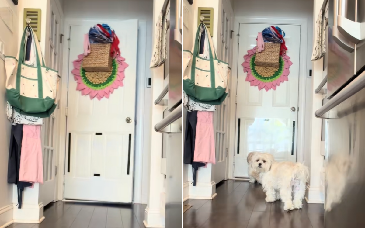 What Your Dogs Really Do When You Leave: A Heartwarming Revelation