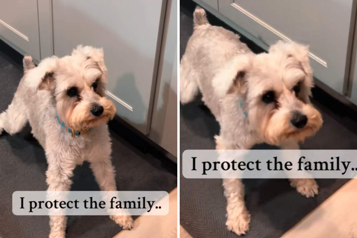 No One Expecting Reason for Determined Schnauzer’s Shakes: ‘A Threat’
