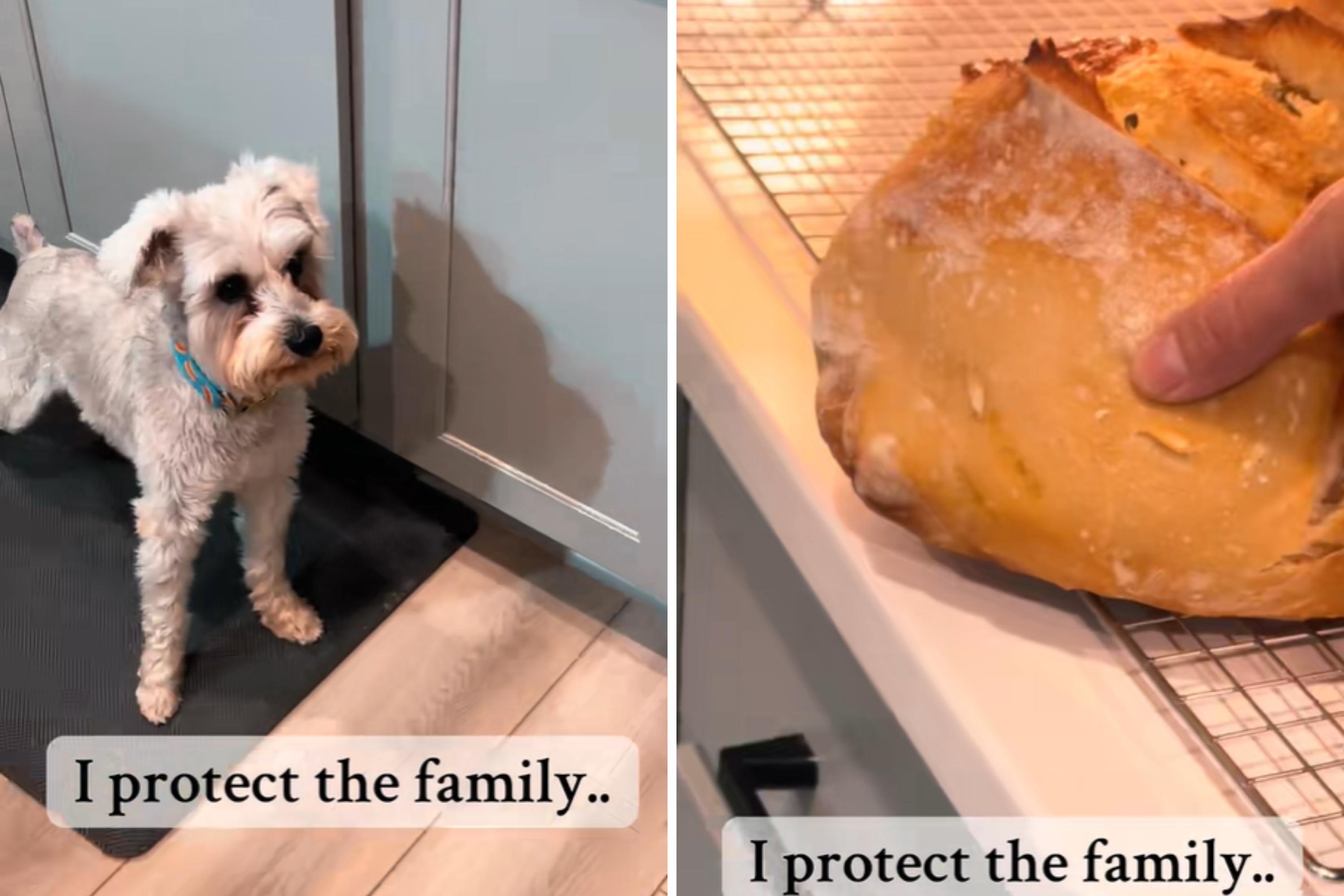 No One Expecting Reason for Determined Schnauzer's Shakes: 'A