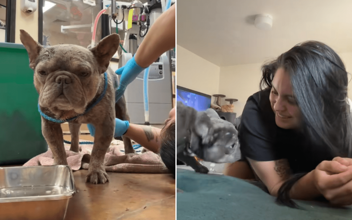 Shelter Worker Takes Dog Fight Victim Home To Recover—Never Brings Him Back