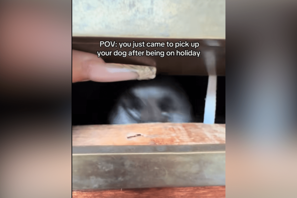 Tears at Dog’s Reaction to Reuniting With Owner—‘Best Feeling in the World’