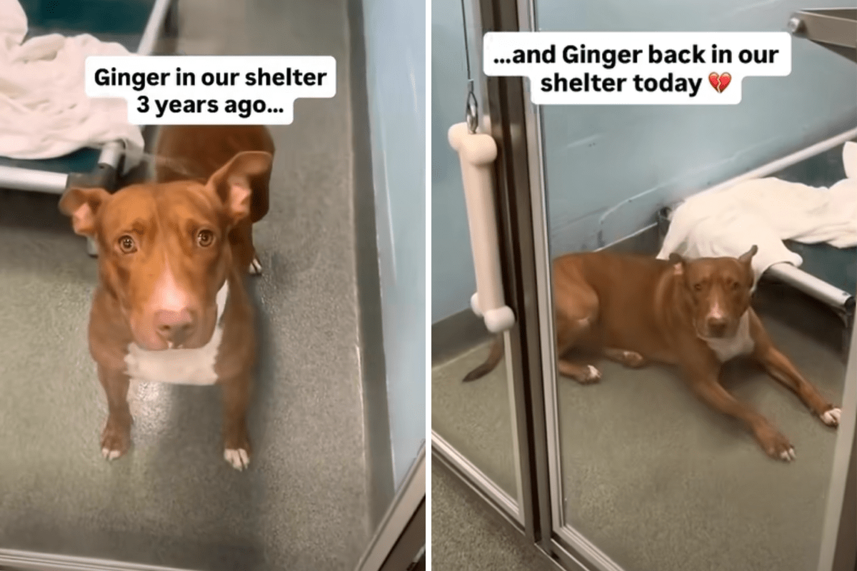 Dog Returned To Shelter After 3 Years—She Doesn’t Understand Why