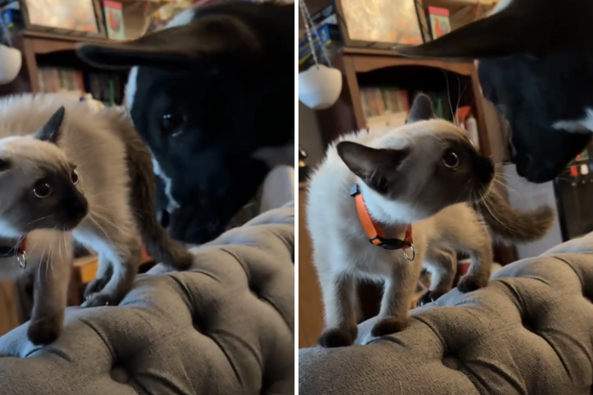 Kitten’s Baffled Reaction to Meeting Baby Goat Seen by Millions