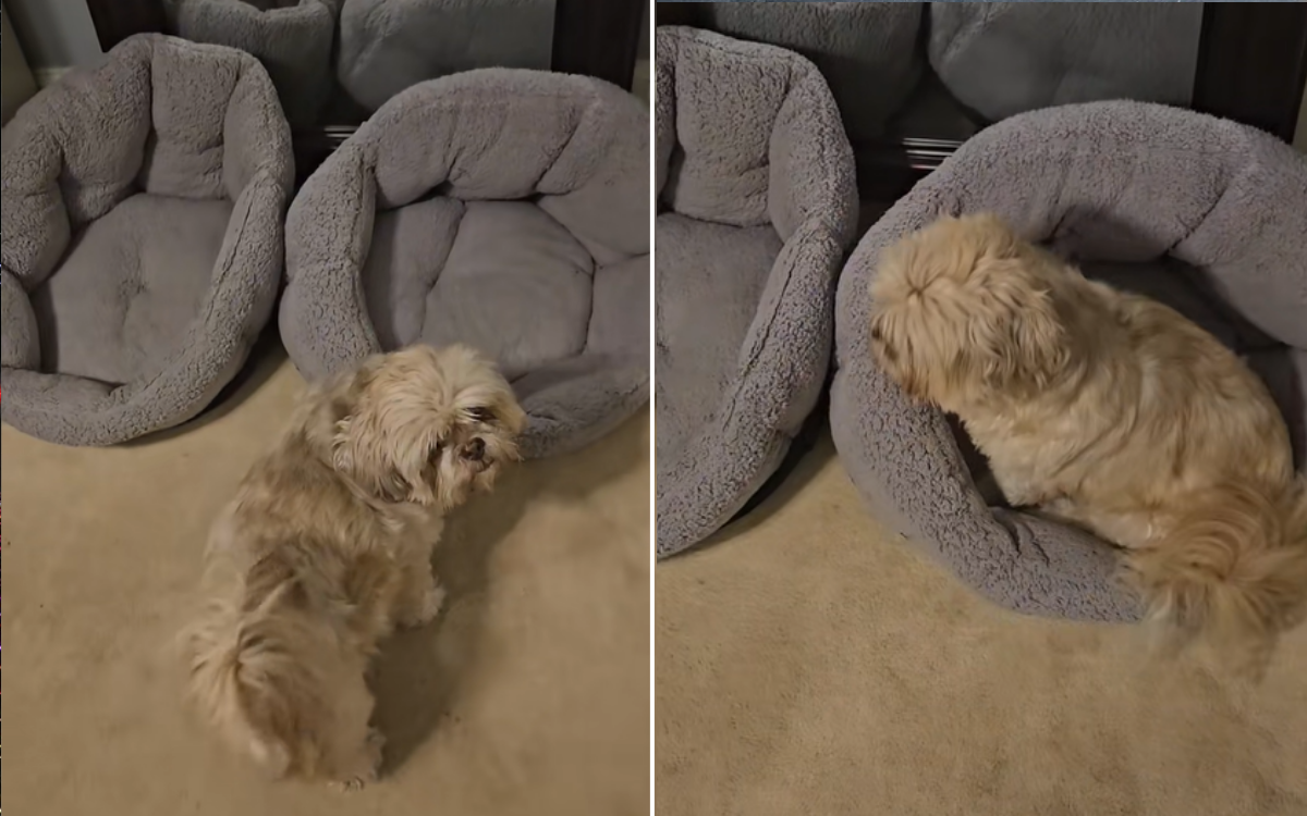 Hearts Break for Dog Staring at Empty Bed Beside Him After 'Soulmate' Dies