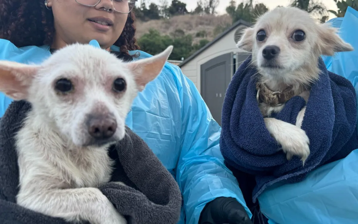 Two dogs rescued from a hoarding situation.