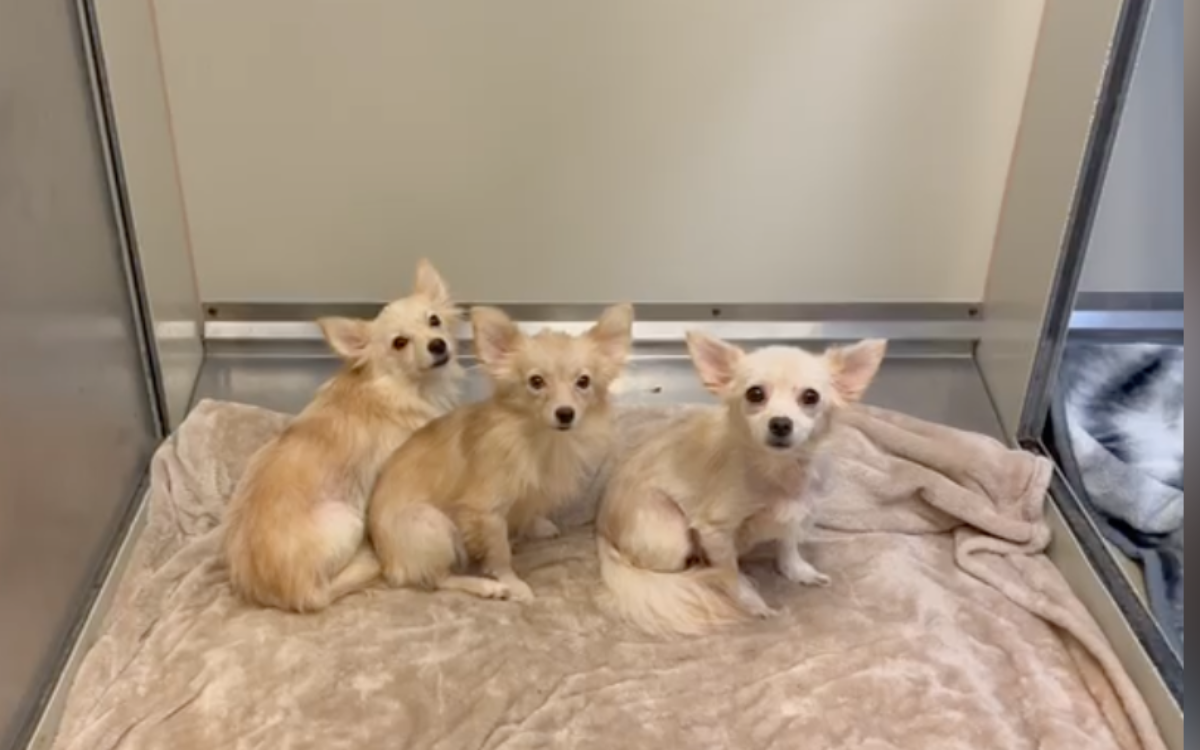 3 dos 11 cães e 2 gatos encontrados.