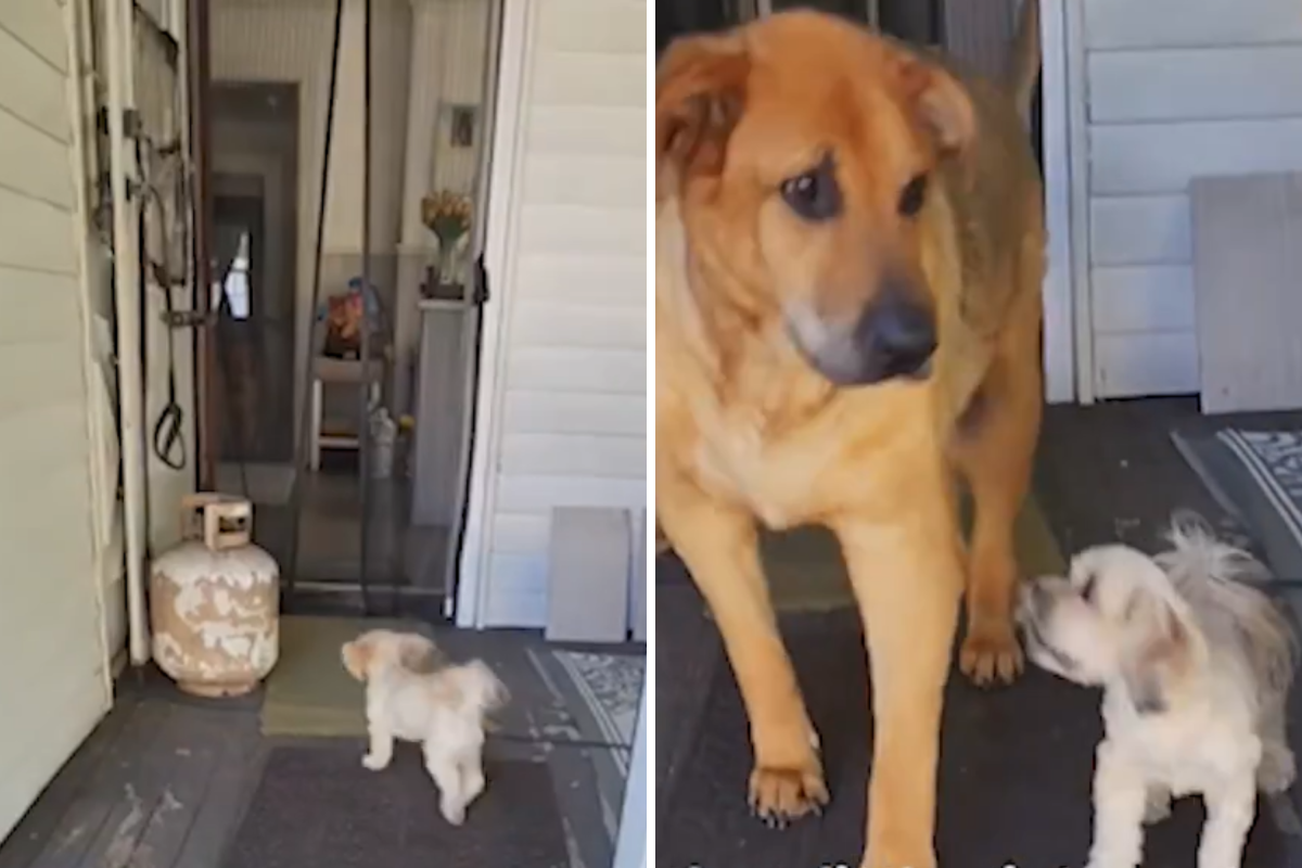 Hysterics Over Little Dog Barking at Big Dog ‘For Help’