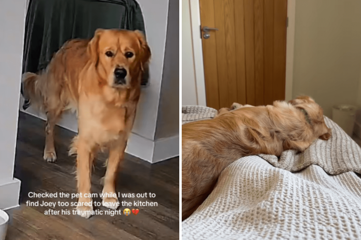 Owner Can’t Cope With What Pet Cam Shows Injured Golden Retriever Doing