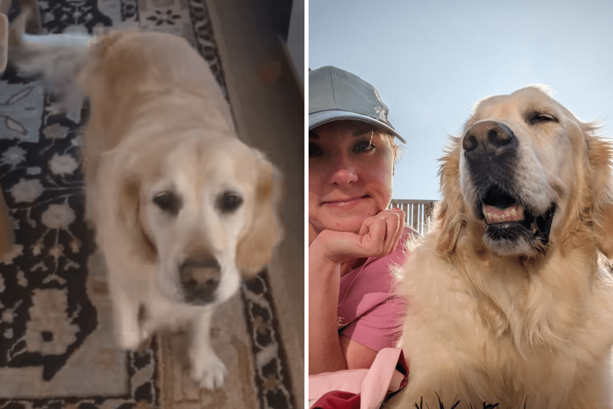 Golden Retriever Warns of Kitchen 'Emergency'—Owner Can't Cope With Reason