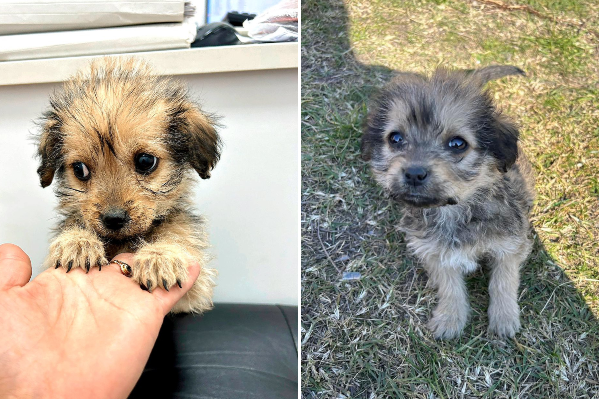 Woman Adopts Rescue Dog&mdash;Months Later Childhood Memory Sparks Realization