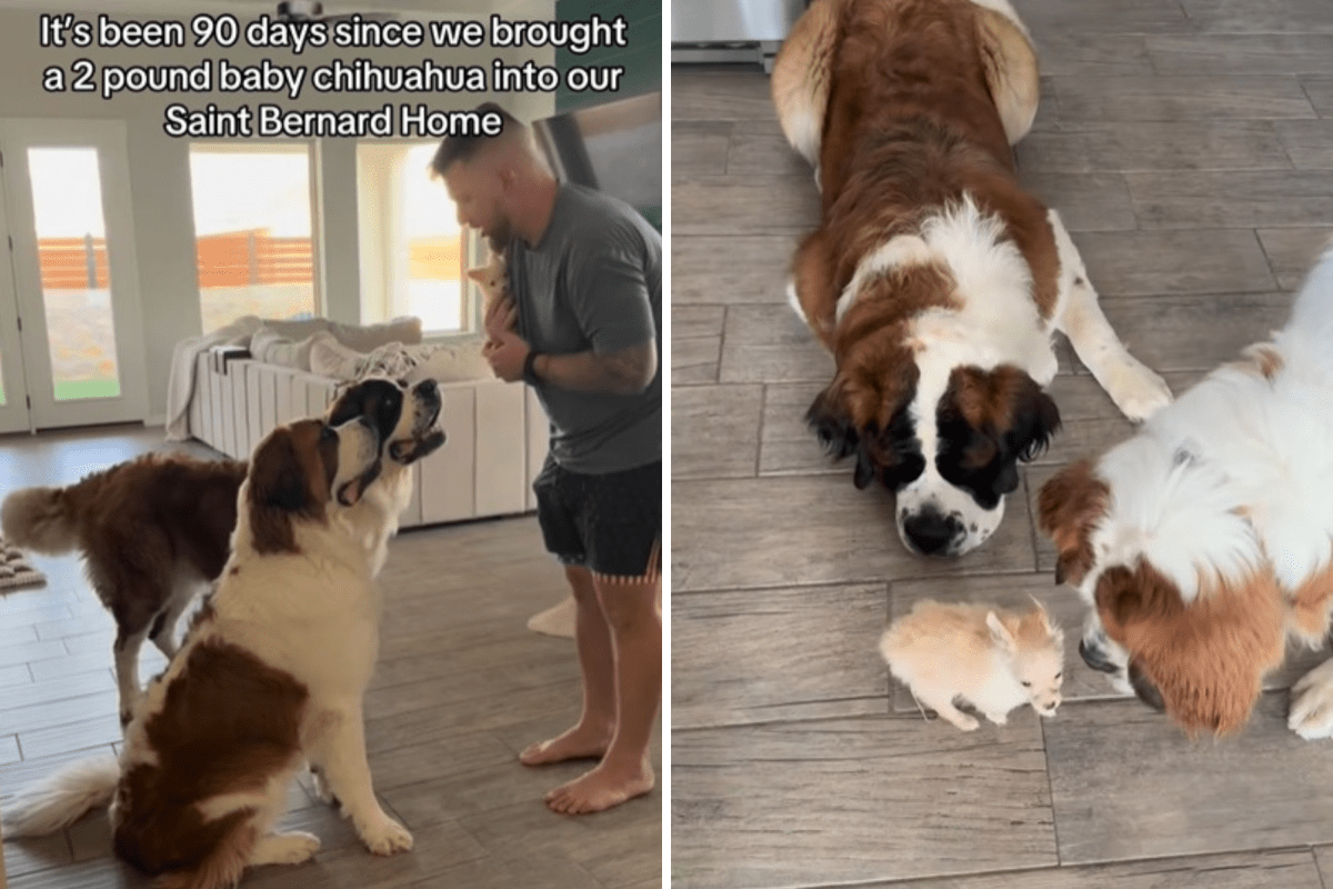 Saint Bernard Siblings Get 2lb Chihuahua Puppy—Their Reaction Melts Hearts