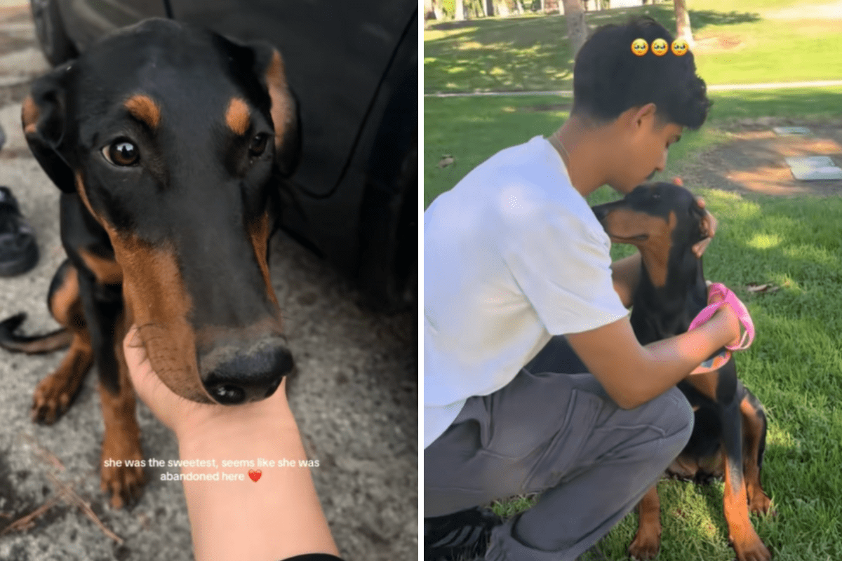 Couple Stop Car As They Spot ‘Dream Dog’ All Alone—Tears at What Unfolds