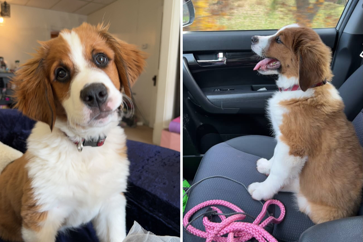 Woman Warned About Adopting 'Big' Puppy—Three Years Later Understands Why