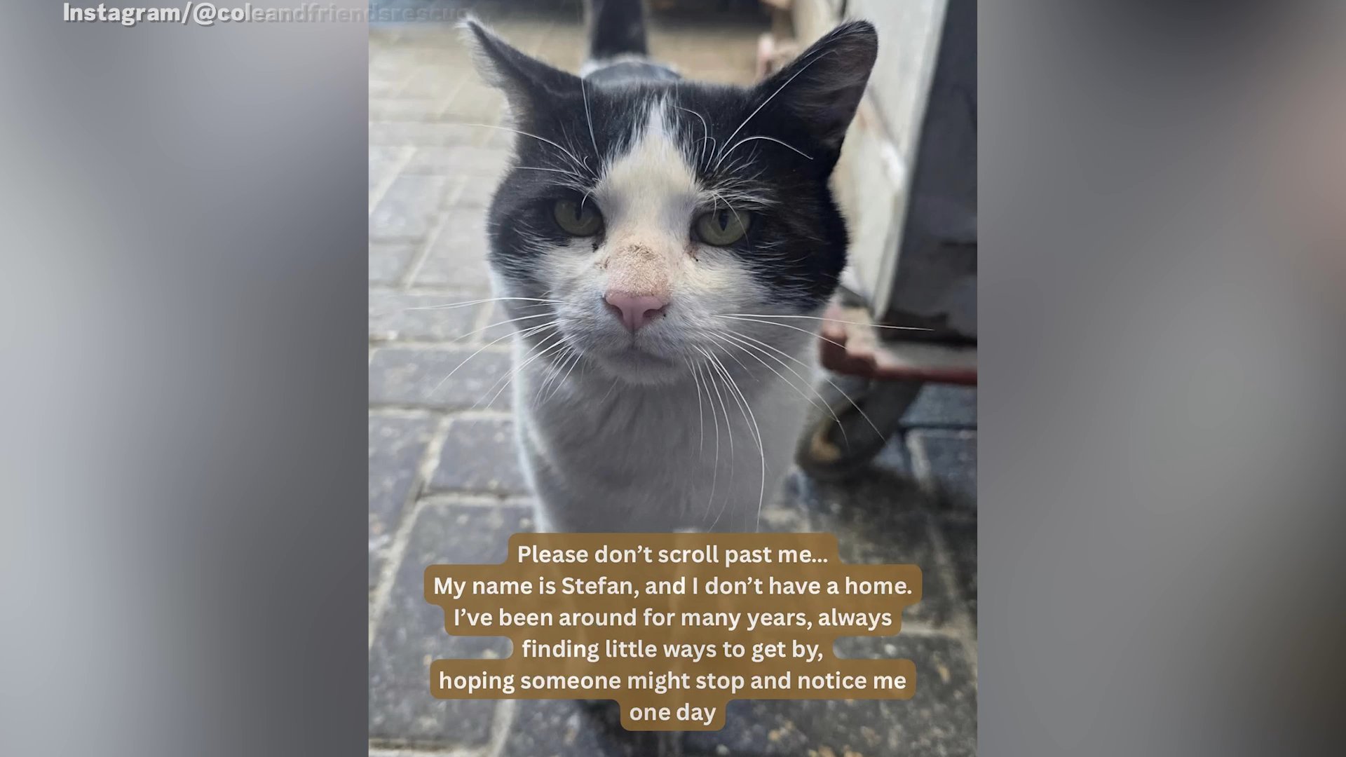 Stray Cat Begs for New Owners After Only Home He's Ever Known