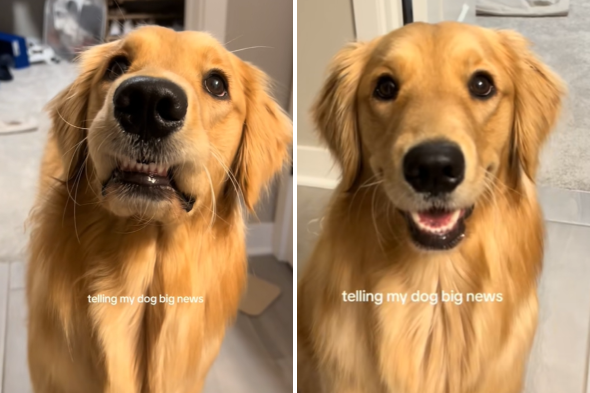 Golden Retriever Can’t Contain Excitement at Reason for Going to Grandma’s