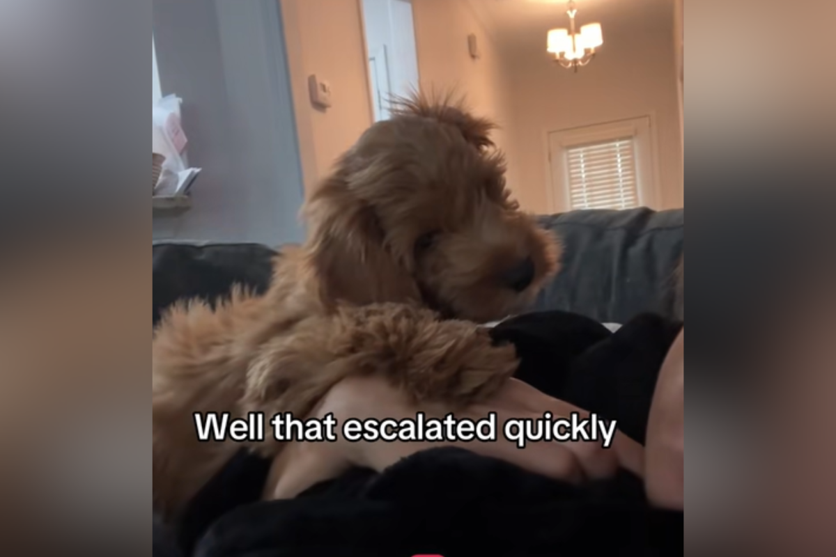 Navigating the Chaos: A New Puppy Owner's Journey with Bulleit