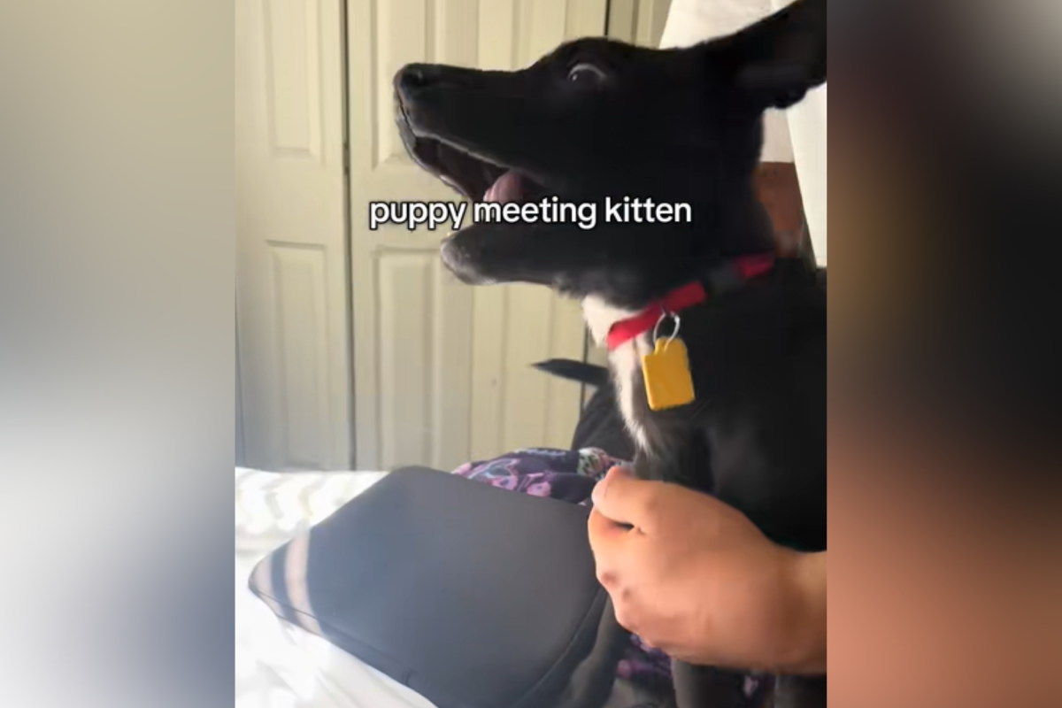 Puppy and Kitten Meet for First Time—Laughter at Vastly Different Reactions