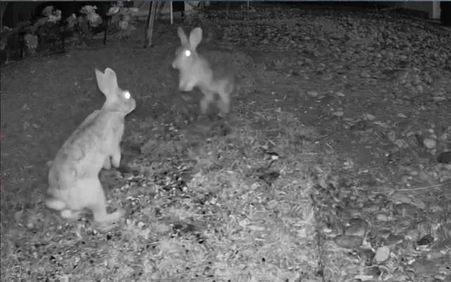 News Image Rabbit Rabbits News & Latest Pictures From Newsweek.com
