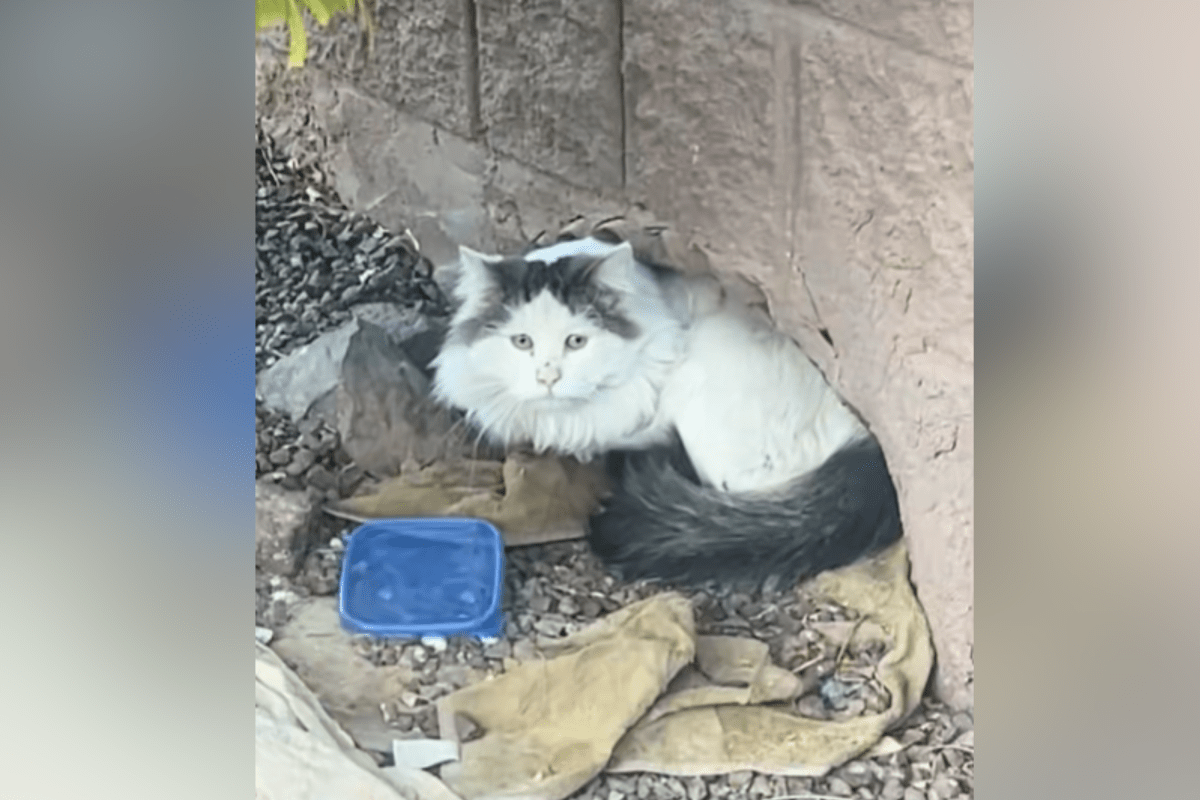 Man Discovers Stray Cat Living in Hole in the Wall—Then Everything Changes