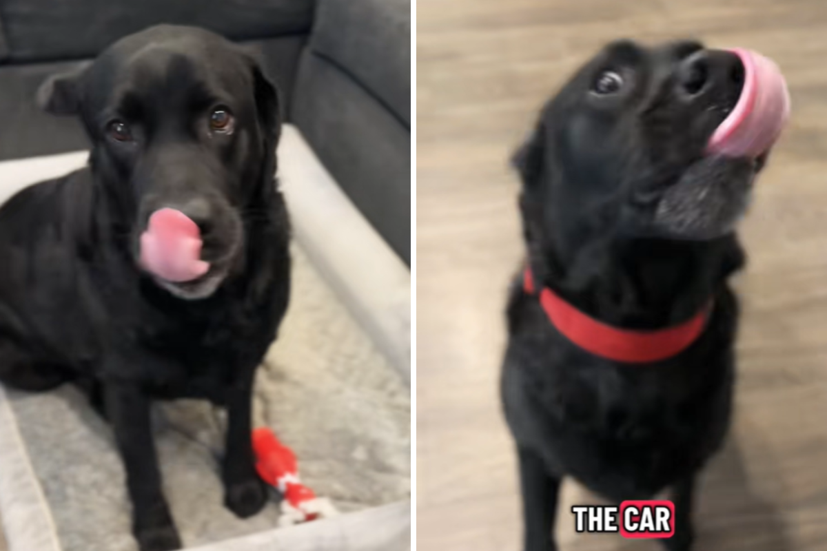 Labrador’s Priceless Reaction at Realizing He’s Going to Grandparents’ Labrador’s Priceless Reaction at Realizing He’s Going to Grandparents’