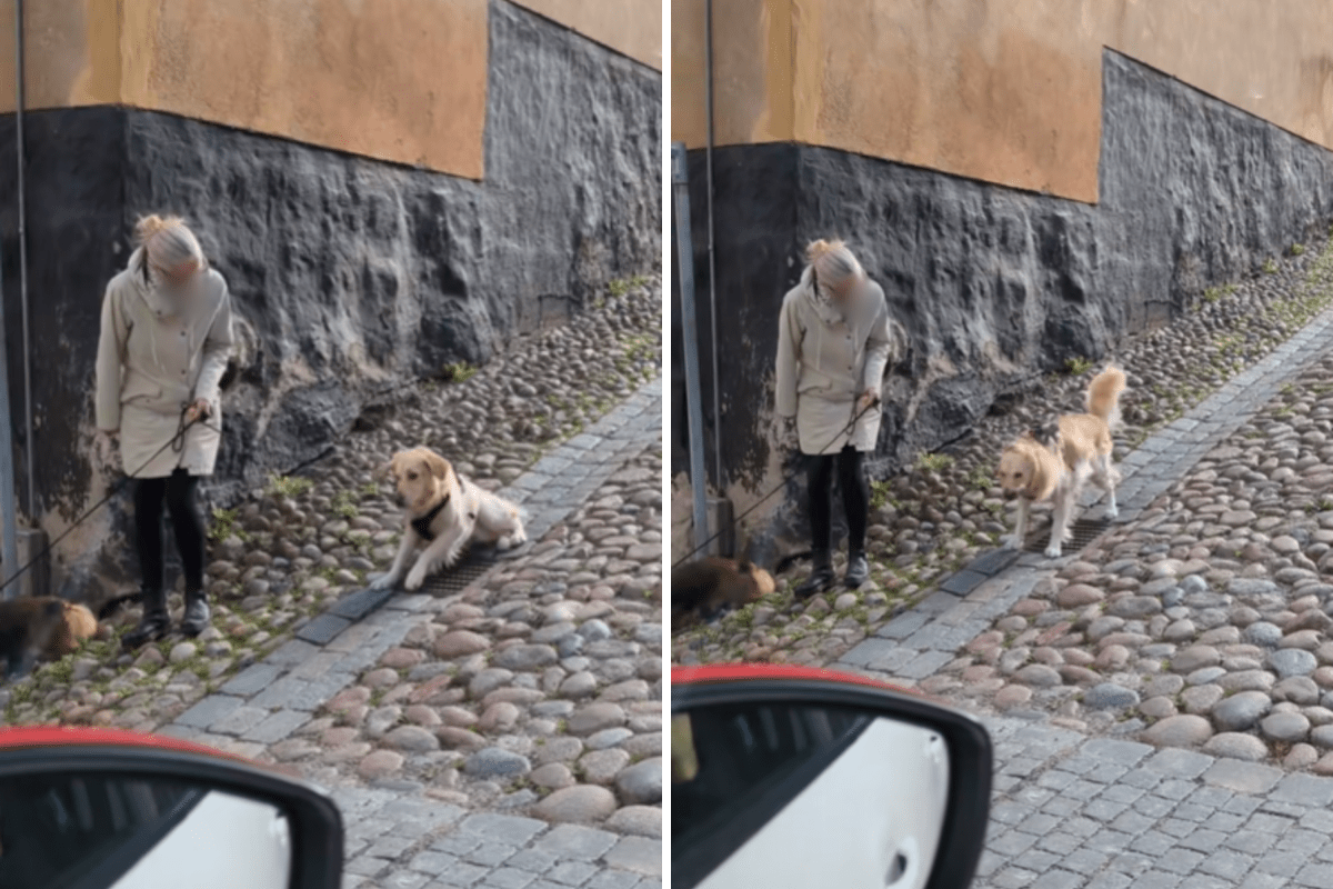Tourists See Golden Retriever on Slope—No One Prepared for What It Does