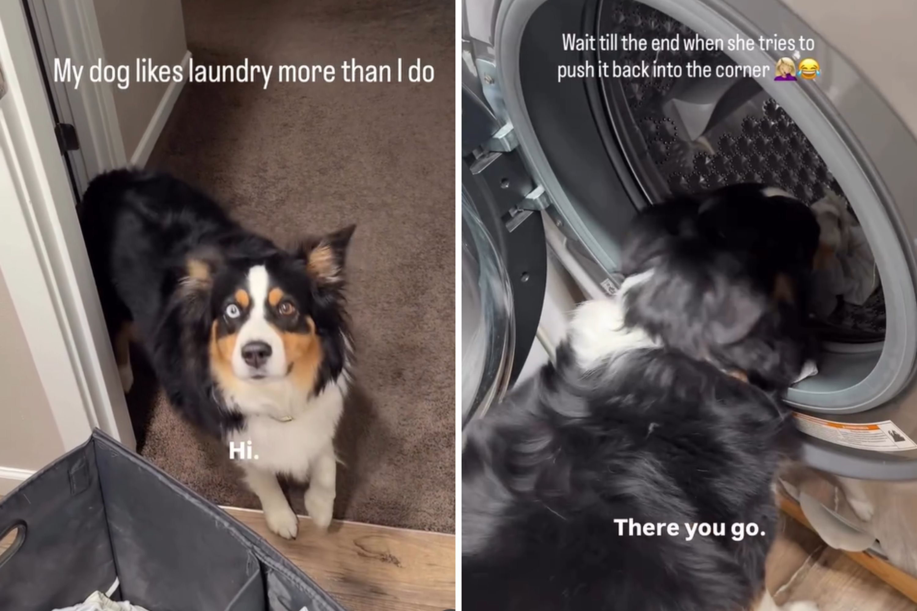Australian Shepherd Learns To Do Laundry—Internet Is Seriously Impressed