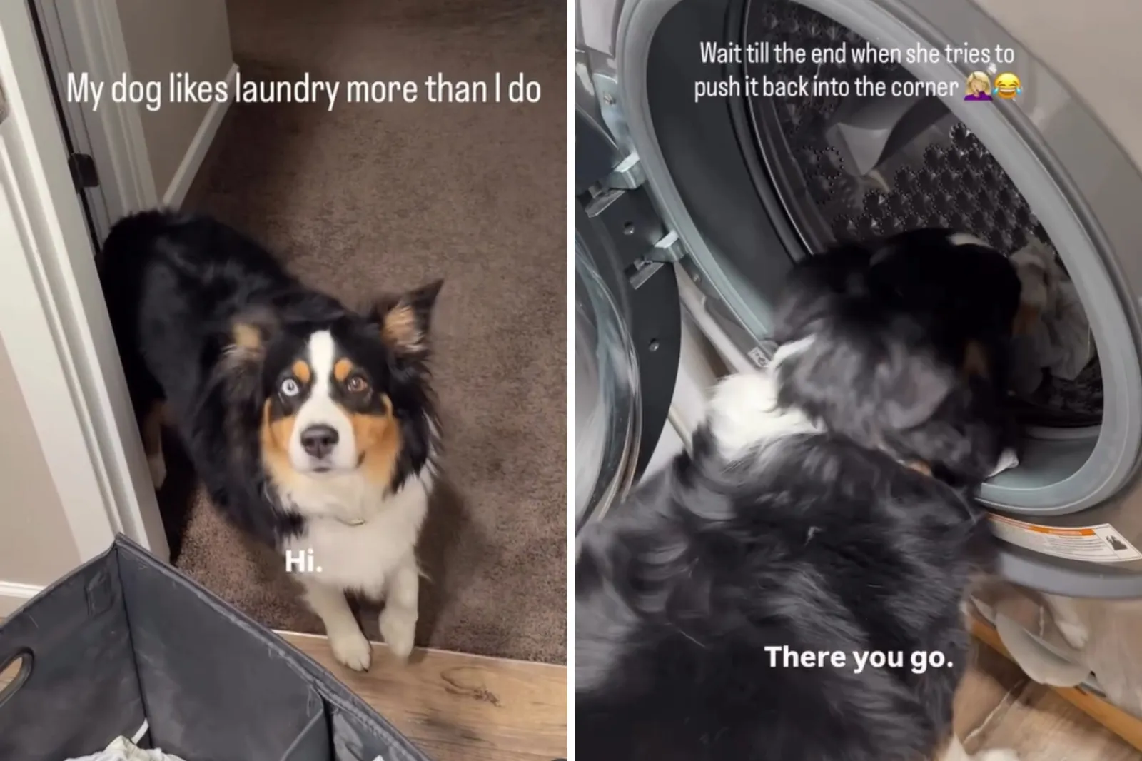 Australian shepherd helps with laundry