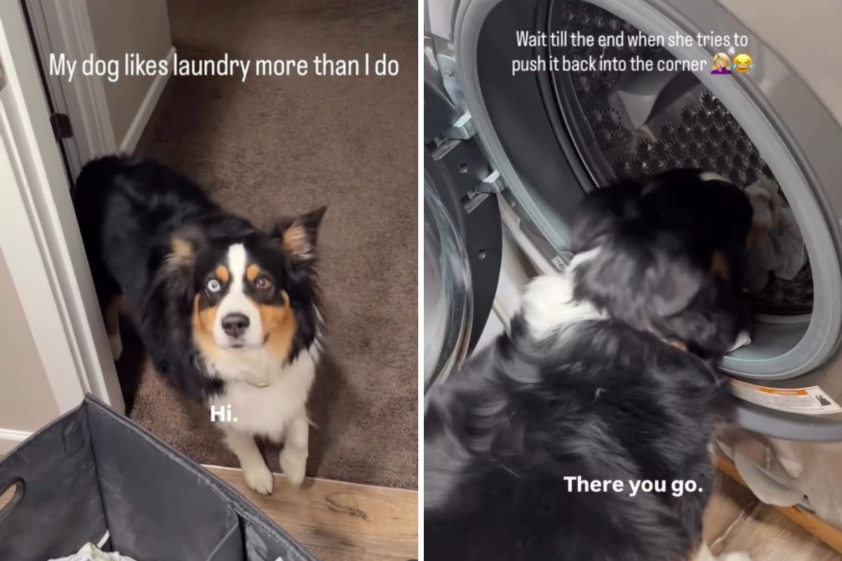 Australian Shepherd Learns To Do Laundry&mdash;Internet Is Seriously Impressed