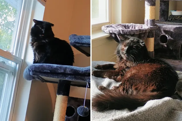 Cat gets eye surgery