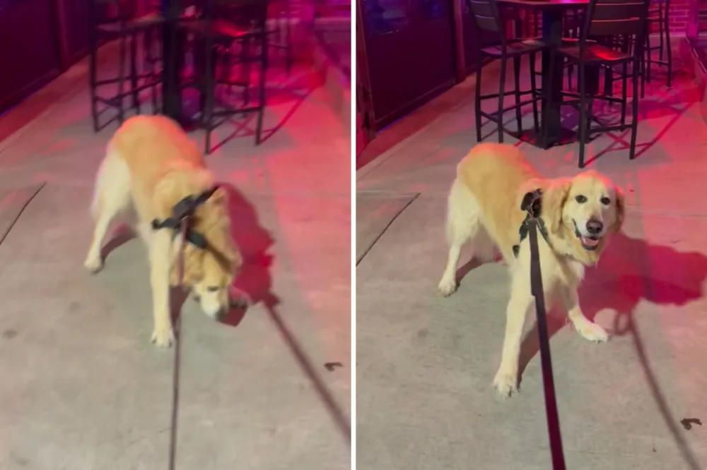 Dog Realizing He Can’t Take Sibling Anywhere Wins Pet of the Week ...