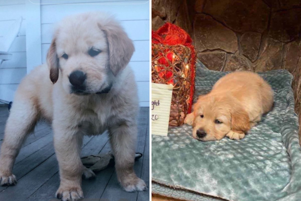 Something Different About Woman&rsquo;s Golden Retriever&mdash;DNA Tests Add to Mystery