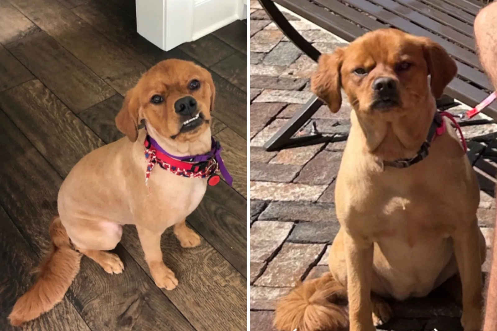 Surprising purebred golden retriever