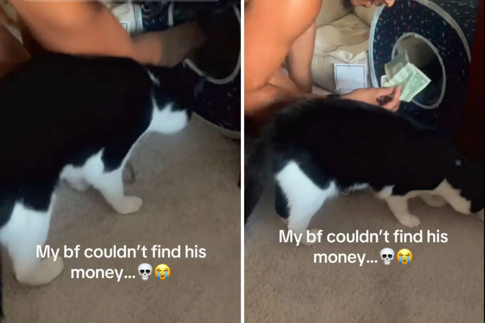 Tuxedo cat steals money