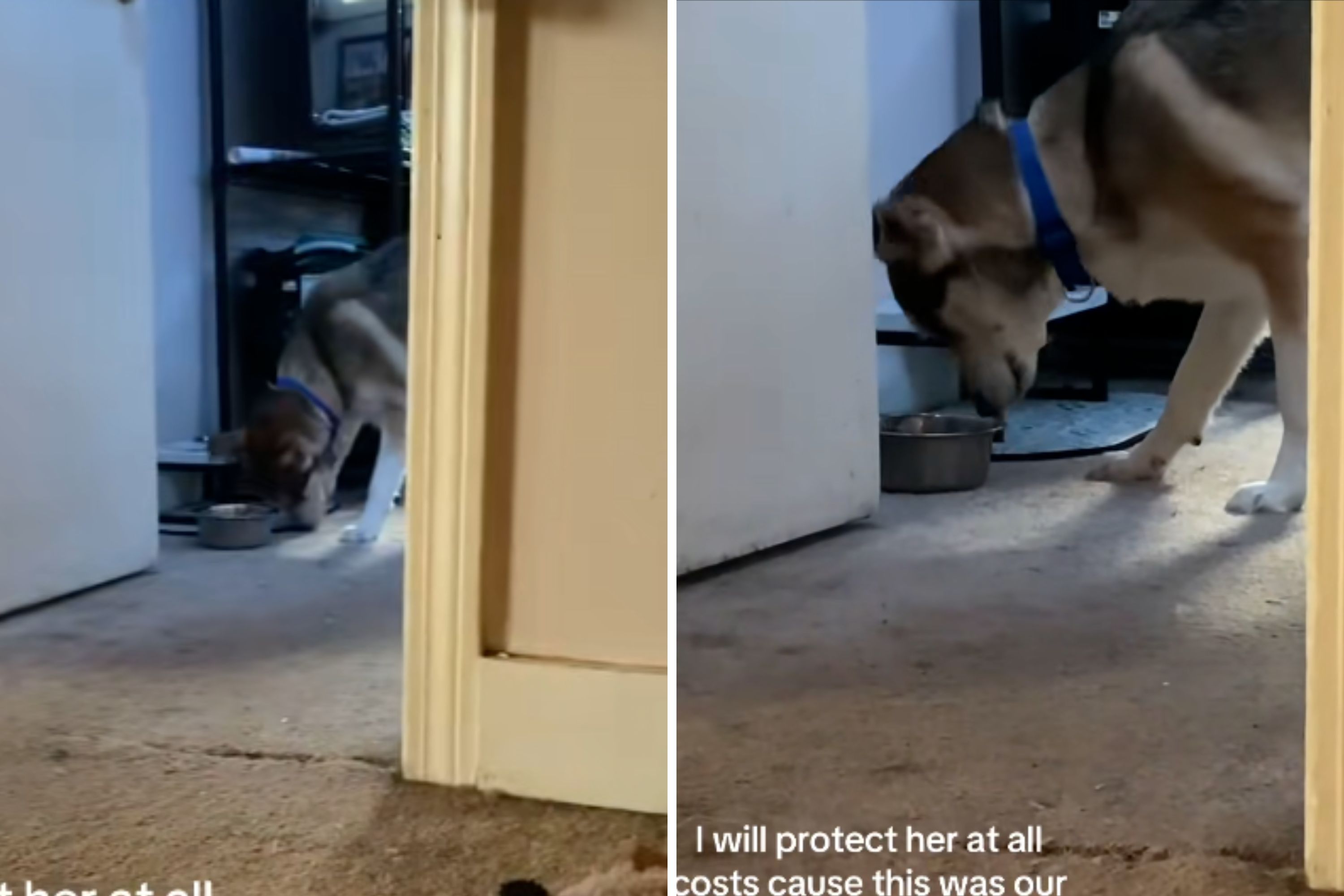 What Rescue Husky Does on First Night in New Home Breaks Owner’s Heart