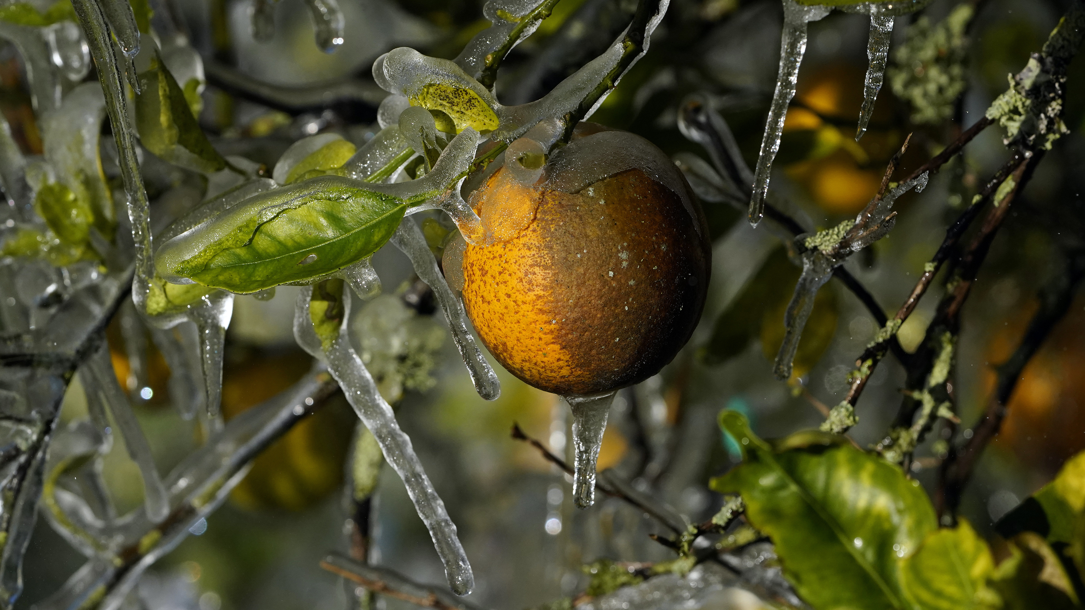 Florida Faces Arctic Blast as Temperatures Drop 20F Below Normal