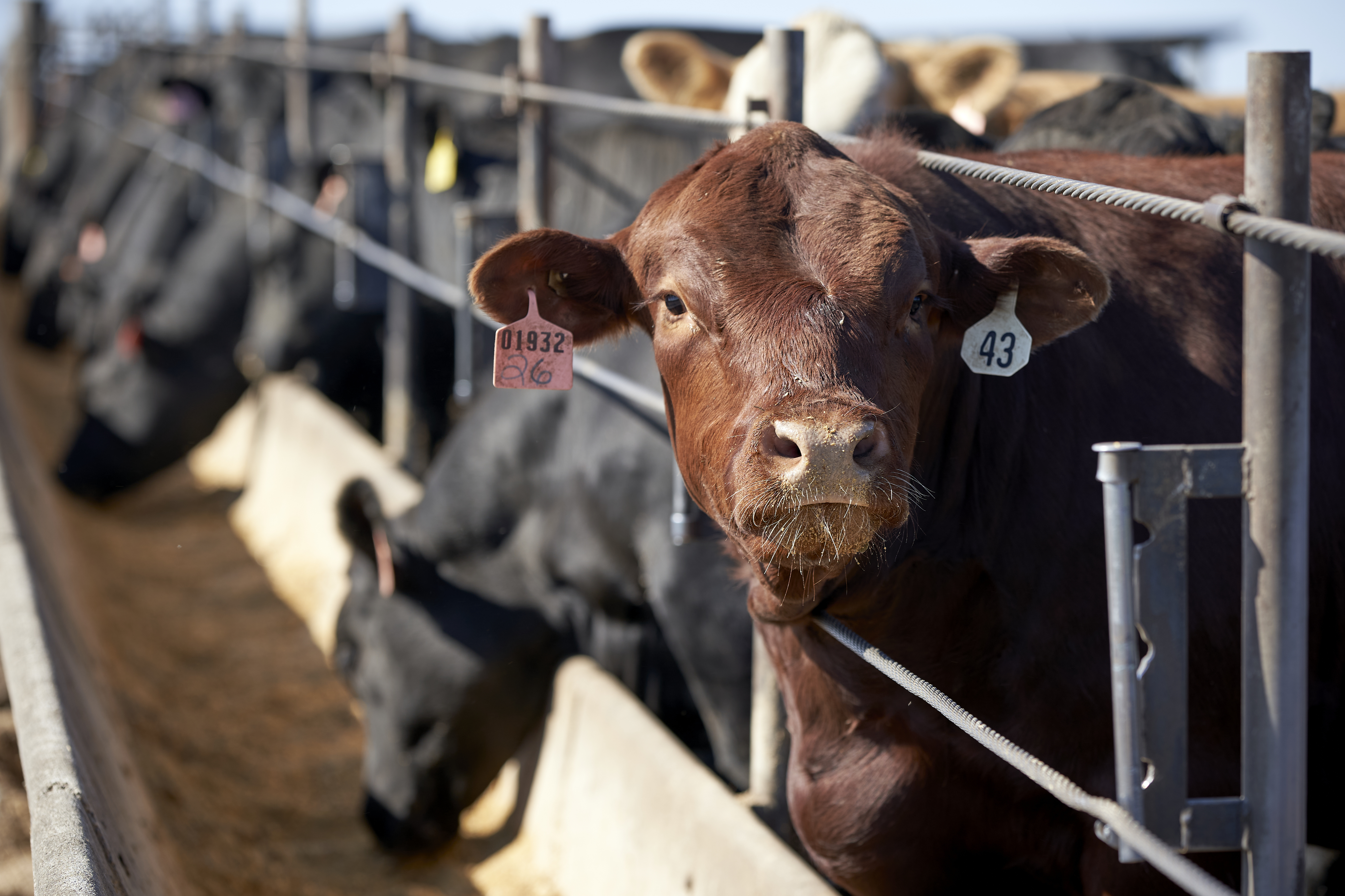 Texas Cattle Industry Faces Mass Layoffs