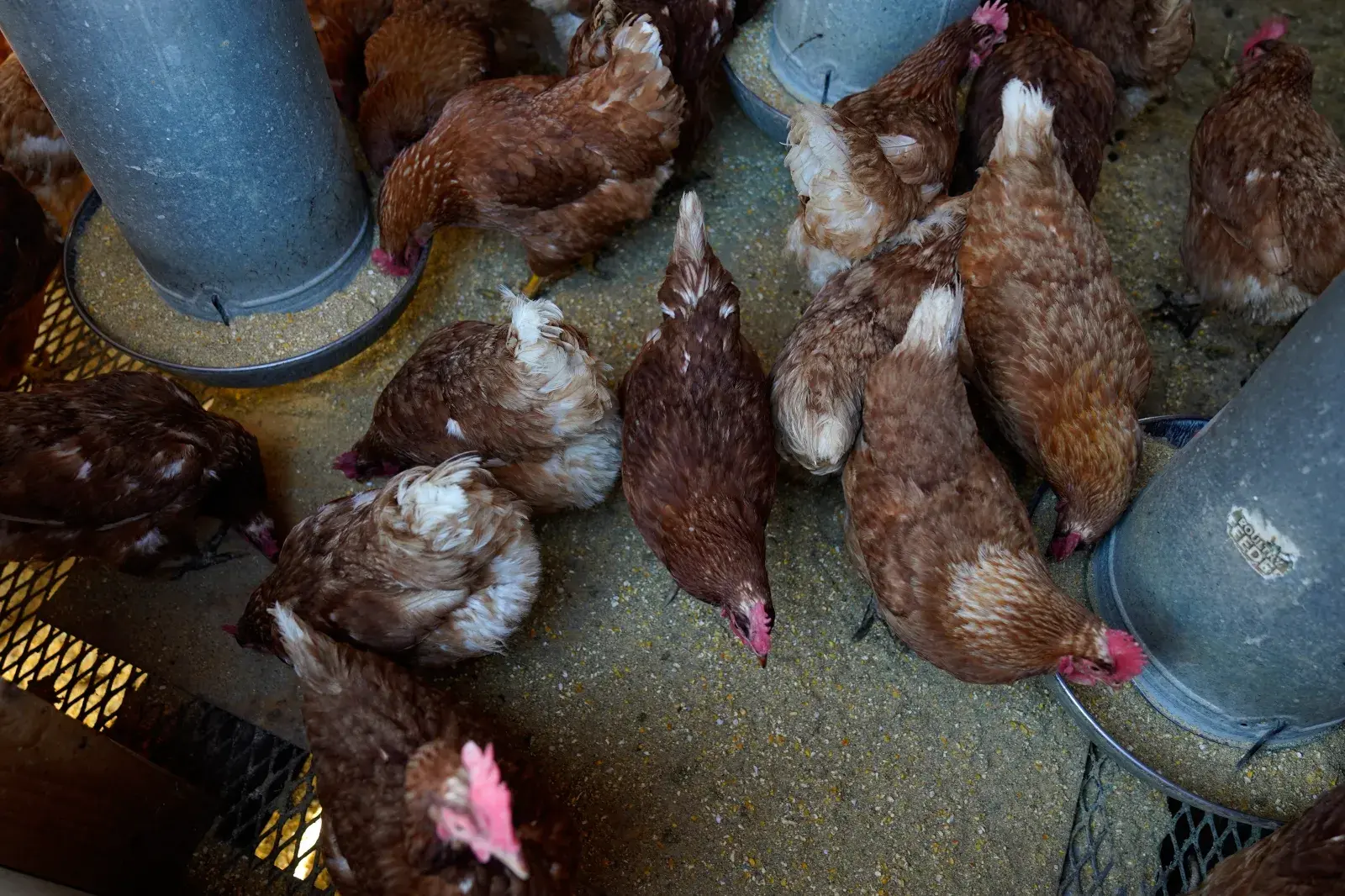 How Rising Bird Flu Cases Could Affect Holiday Grocery Costs