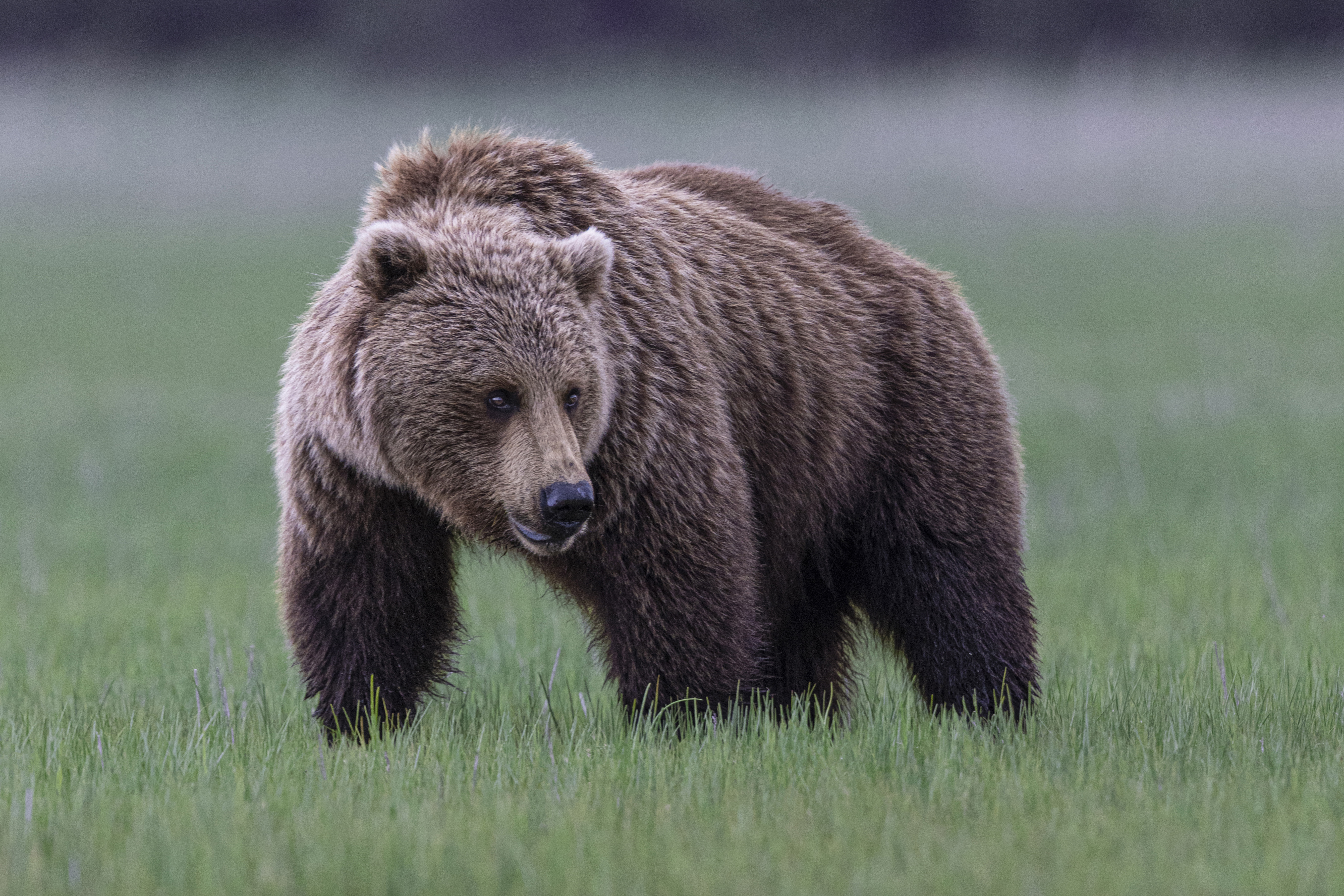 Grizzly Bear Attacks Elementary School Children on Class Walk