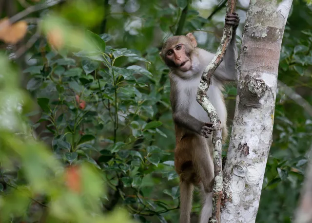 Mississippi Woman Shoots Escaped Research Monkey to Protect Kids - Newsweek
