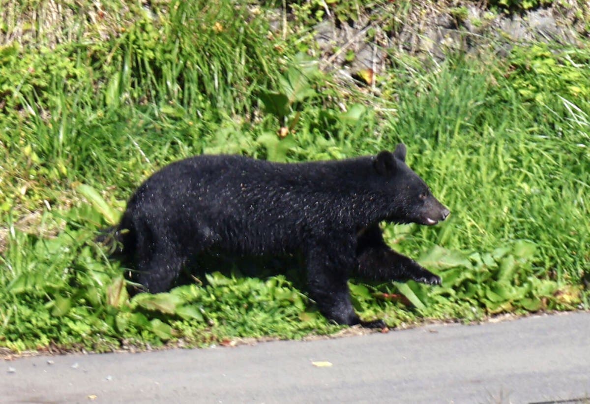 Police Help Remove Bear From Tree