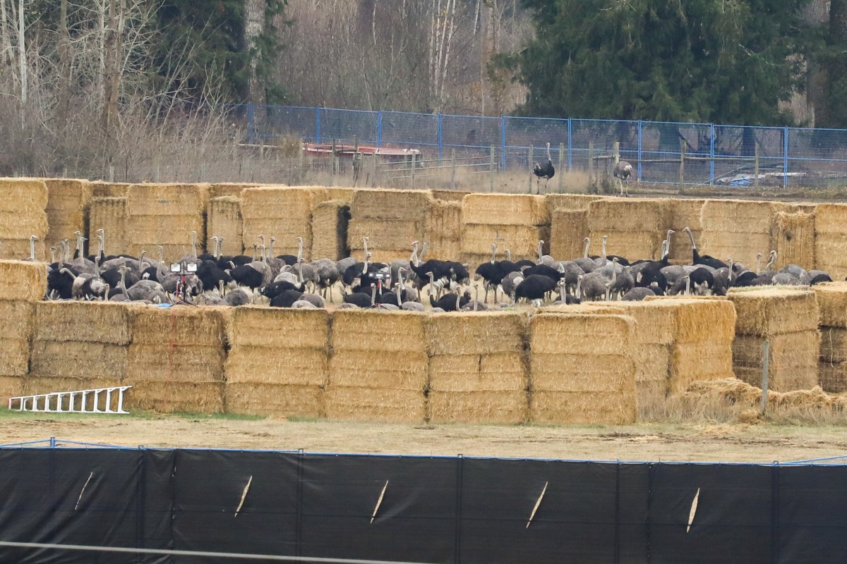 Canadian Food Agency Office Vandalized After Ostrich Cull
